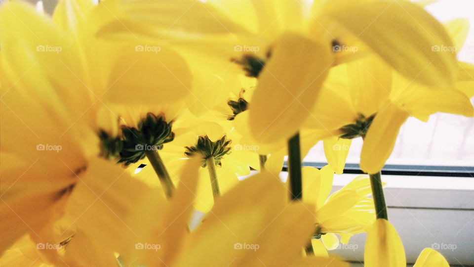 yellow chrysanthemum