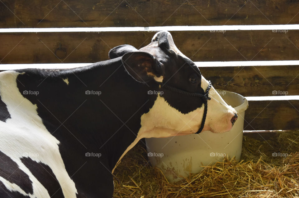 Holstein cow