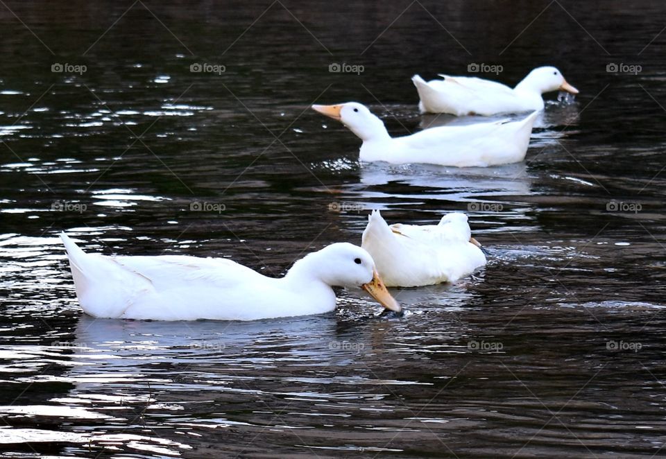 Four white ducks on water