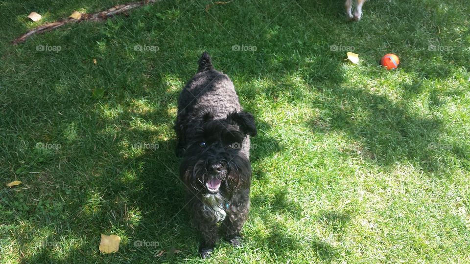 Puppy  Love. schnauzer  outdoors