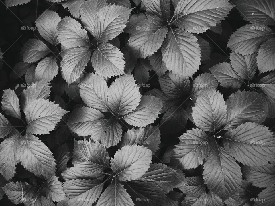 textured background of leaves of a plant