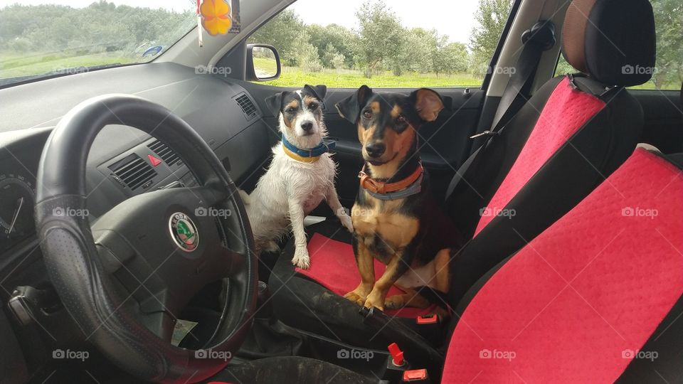 Our lovely messy dogs after a day at the Danube.