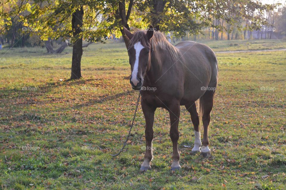 horse grazing in autumn park nature landscape in sunlight