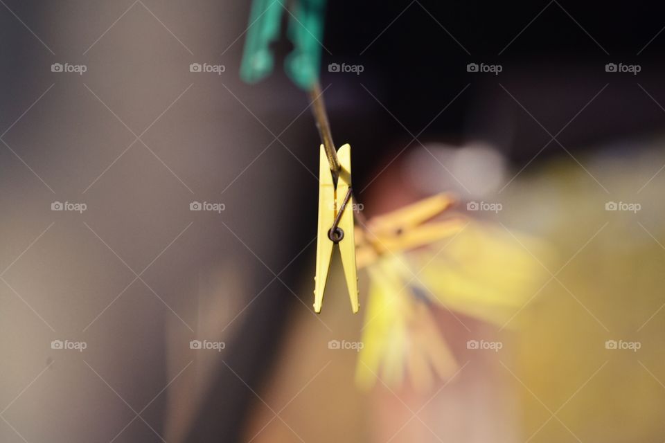 Blur, Insect, No Person, Flower, Nature