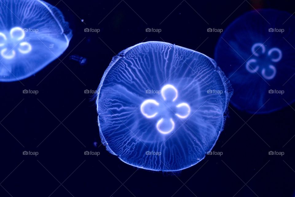 Jellyfish 