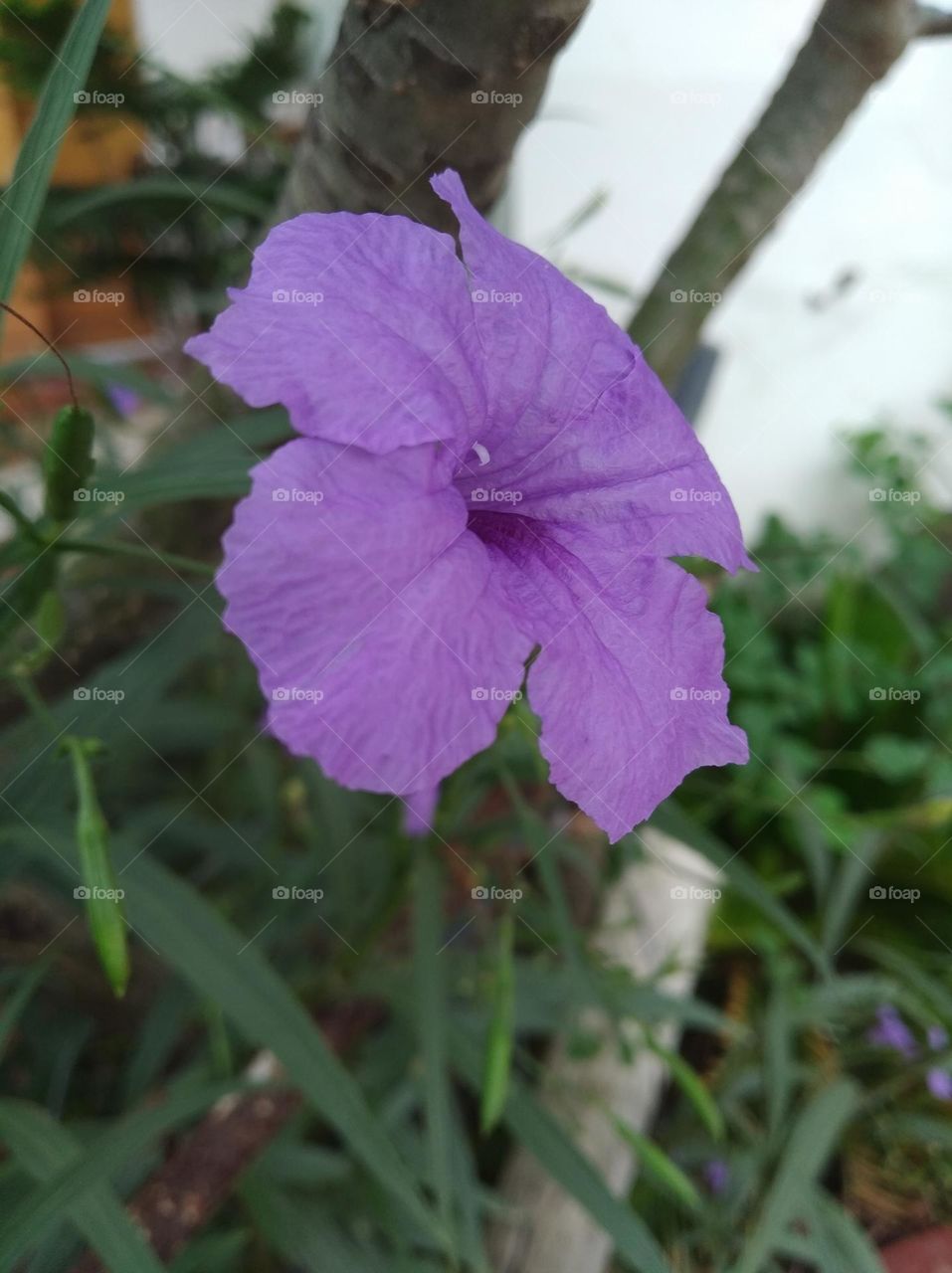 petunia purple flower seasonal fresh shurb small size looks very beautiful generally found everywhere