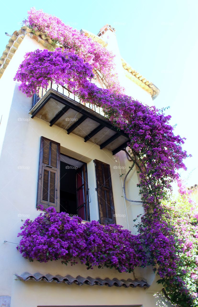 Window with bougainvillea in Nice.