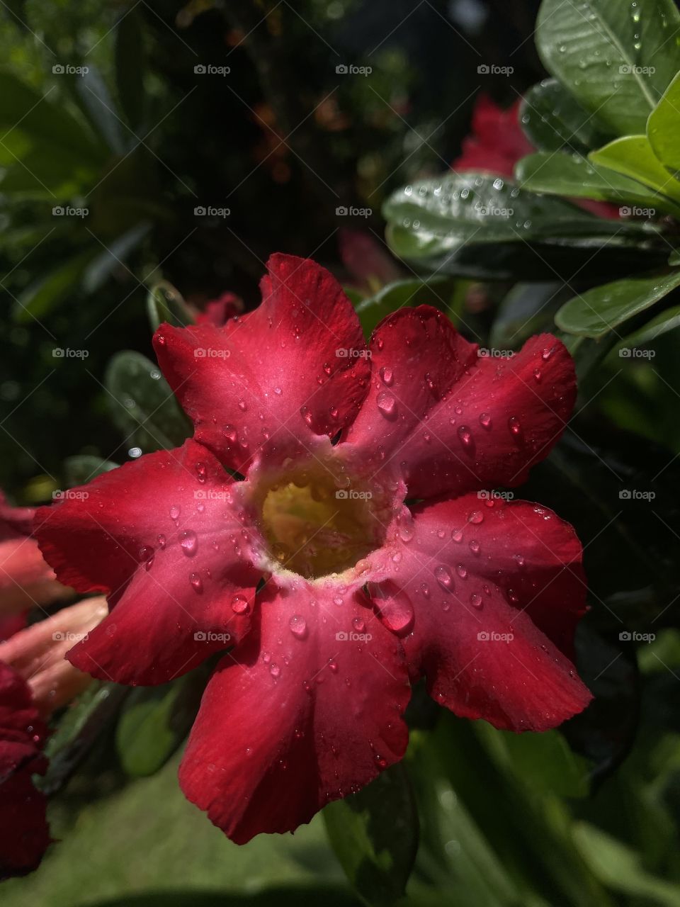Water drop on red flower 