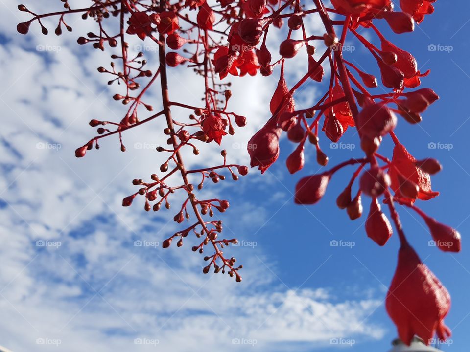 red flowers on blue sky