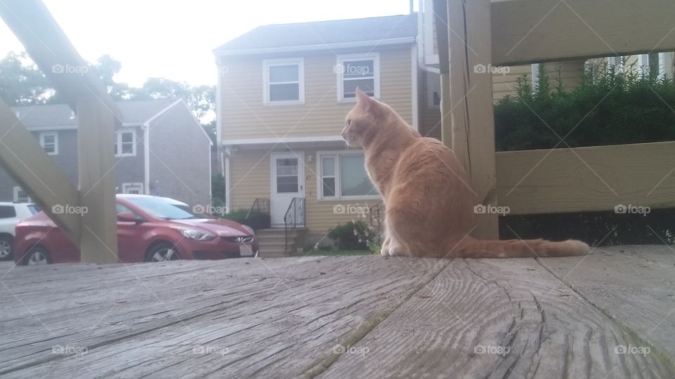 Simba getting fresh air on a summer night