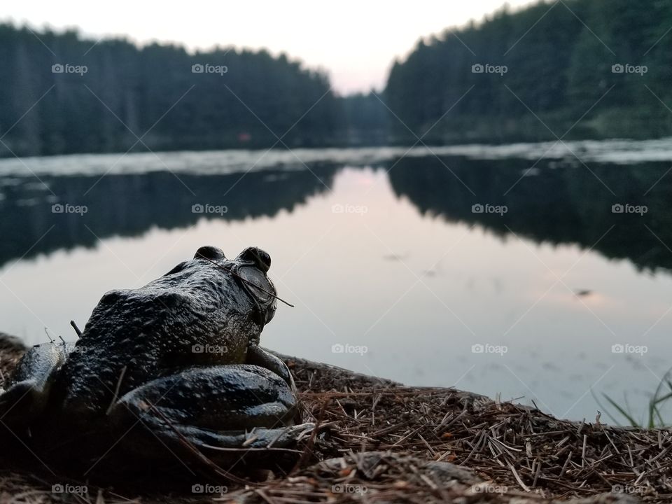 peaceful frog, the great outdoors, algonquin, chilling, frogger vacation, on the lake, meditation amphibian, looking forward, the journey ahead, goal setting, plan ahead, lucky frog, rrrrribit, taking it easy, oh yeah, ready set go, the wild calm