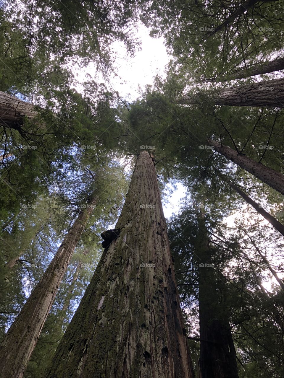 Upward facing view of beautiful tall native redwood trees in Humboldt, California 