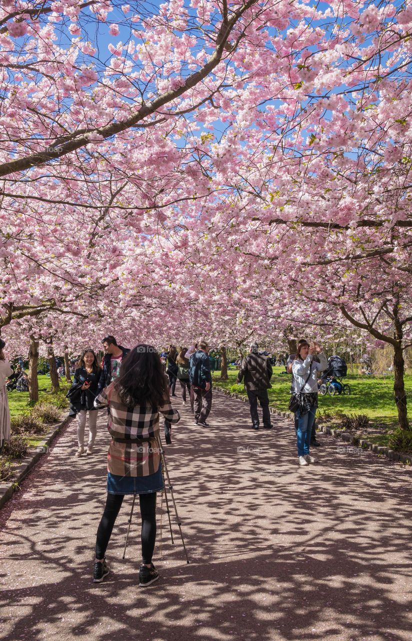 Pink park