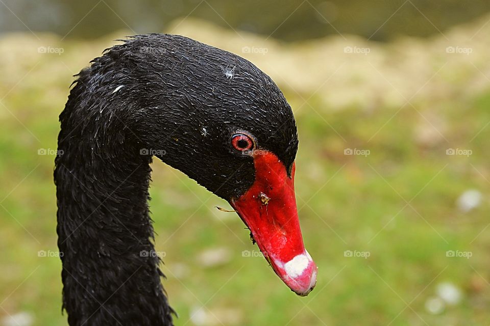 Head only side profile portrait of a sad looking black swan.