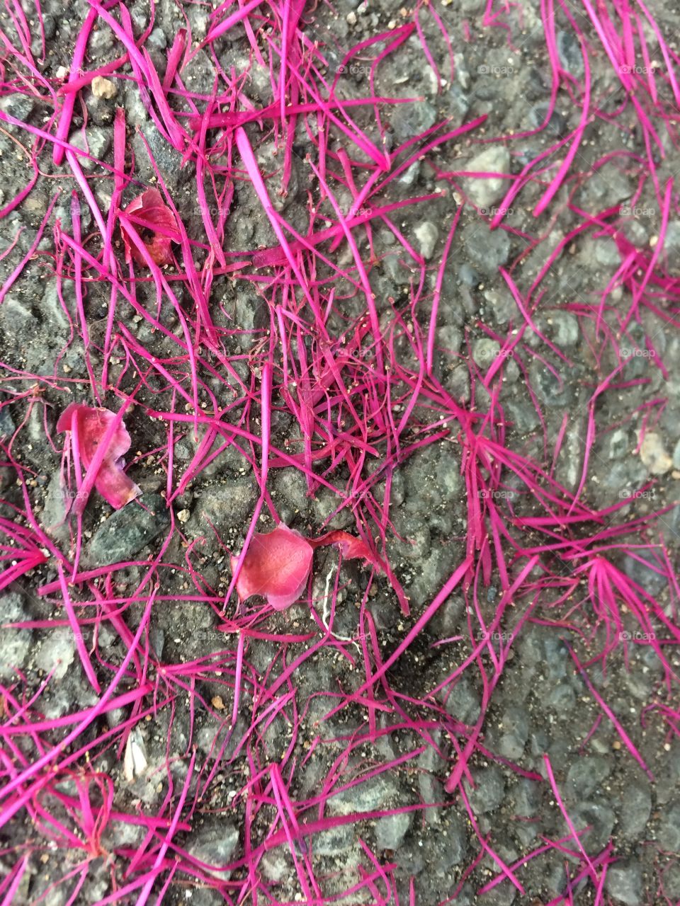 Otaheite Apple Blossoms