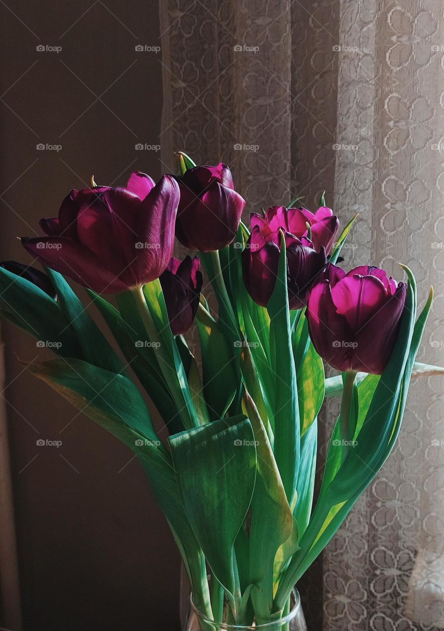 beautiful purple tulips in the morning warm sunlight