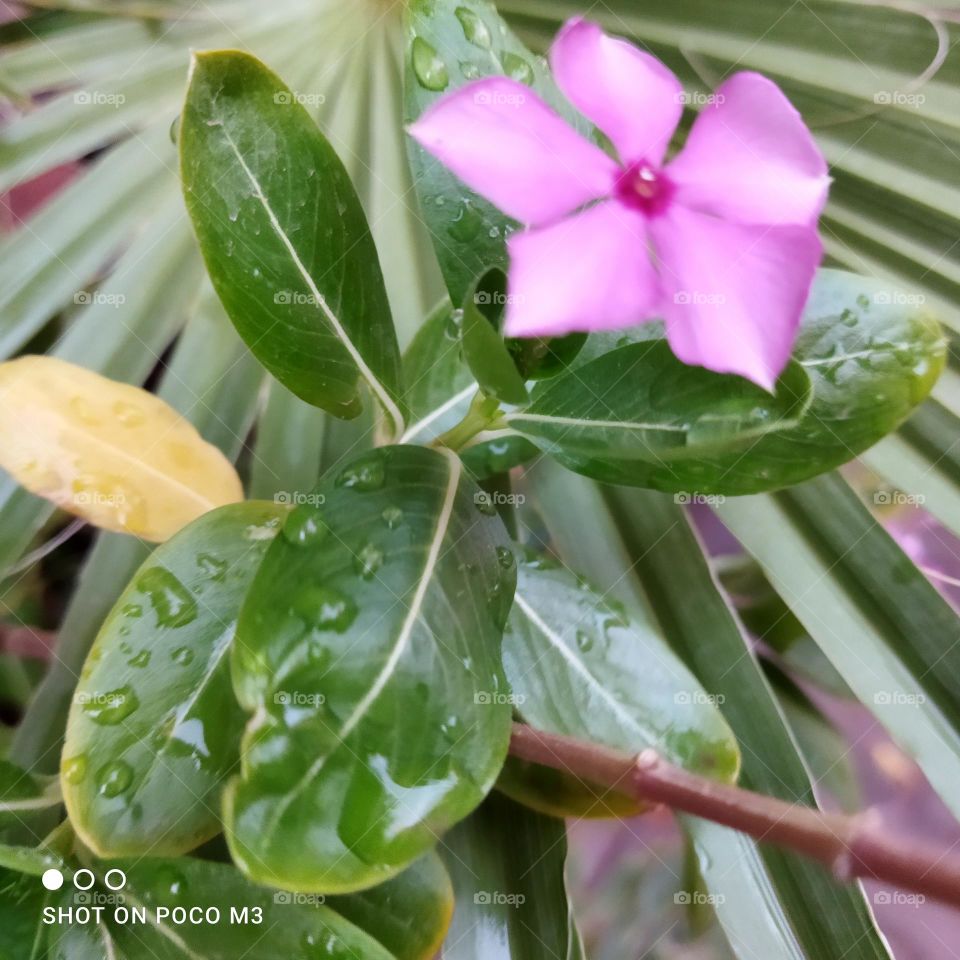 Beautiful green leaves and flower