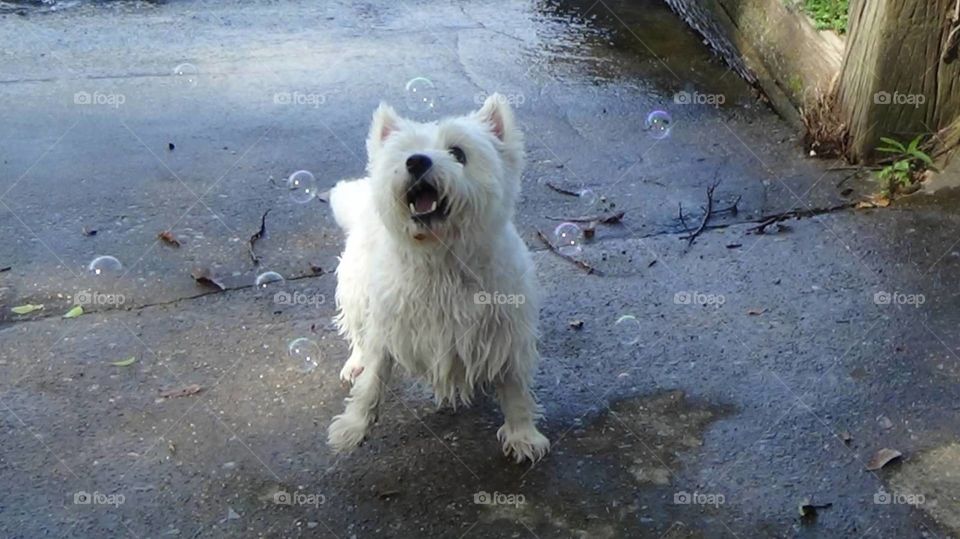 Playing with Bubbles