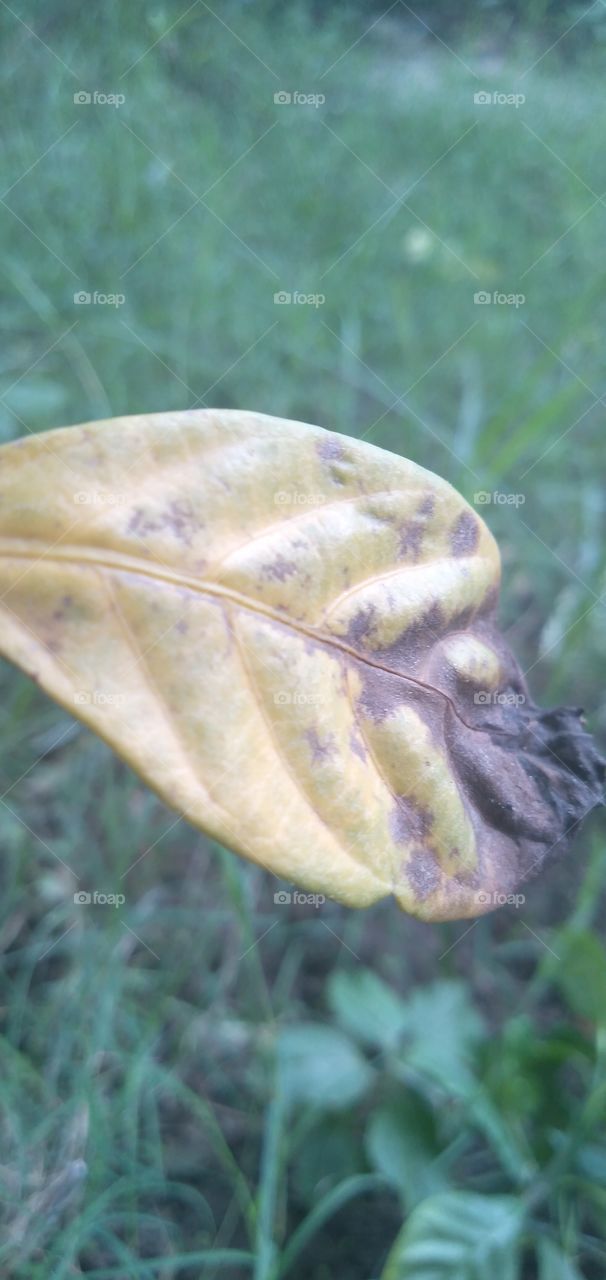 dry leaf