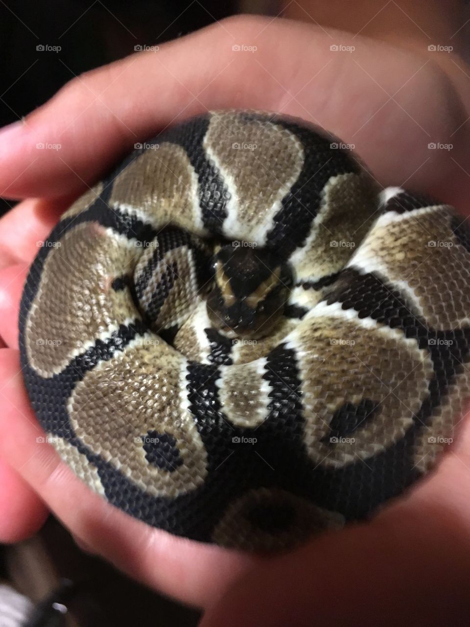 Baby Ball Python