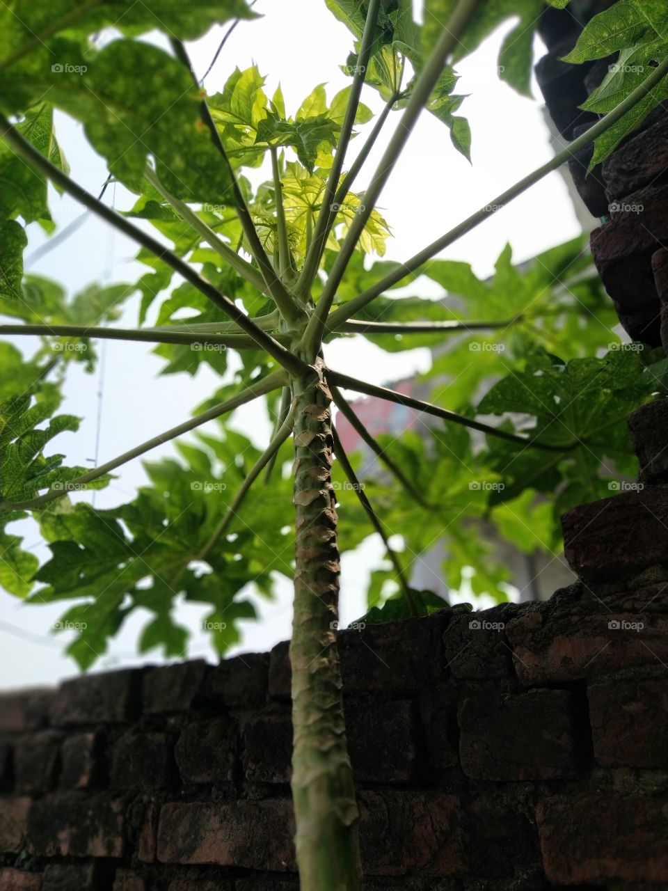 the green color story