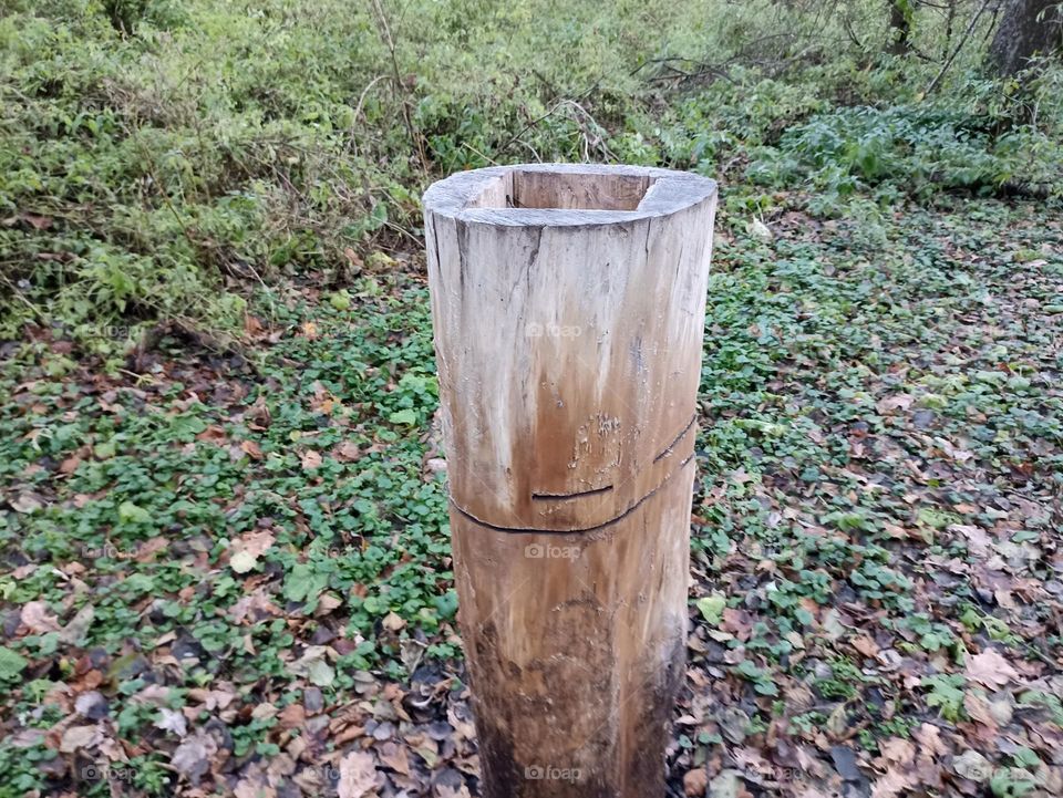 Forest salt feeder for moose