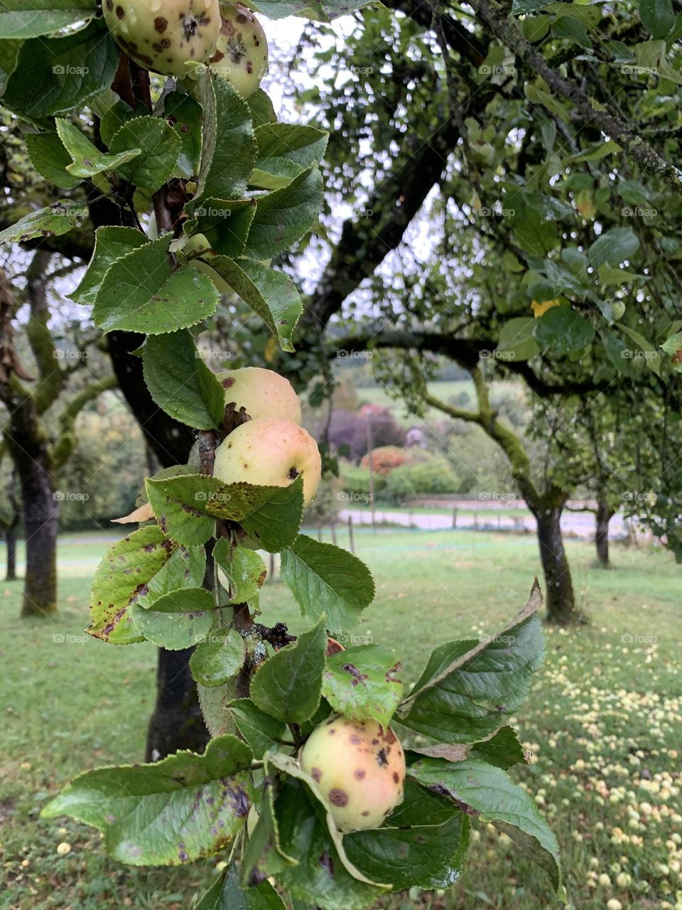 Apple tree