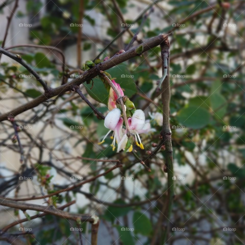 flower on the broken branch