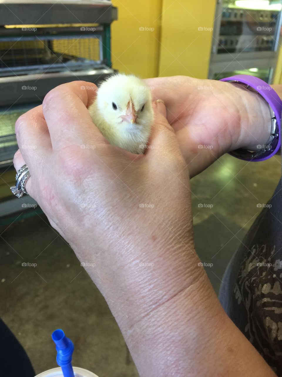 Handy women
Raising chicks
Newborn chick