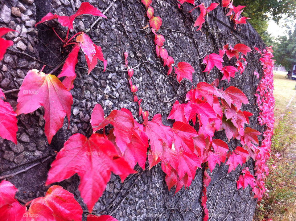nature red wall leaf by krauseandersen