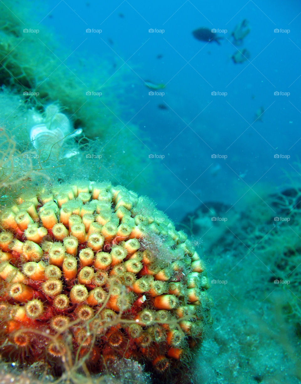 Cladocora caespitosa
Underwater