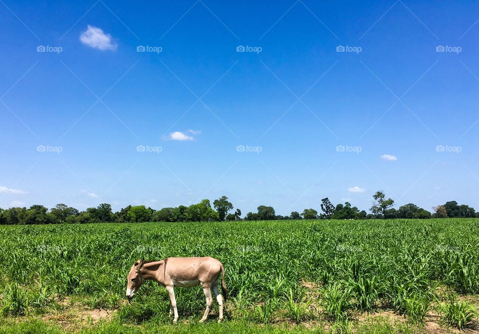 Donkey grazes on green expansive farmland on a clear, blue vibrant day. 