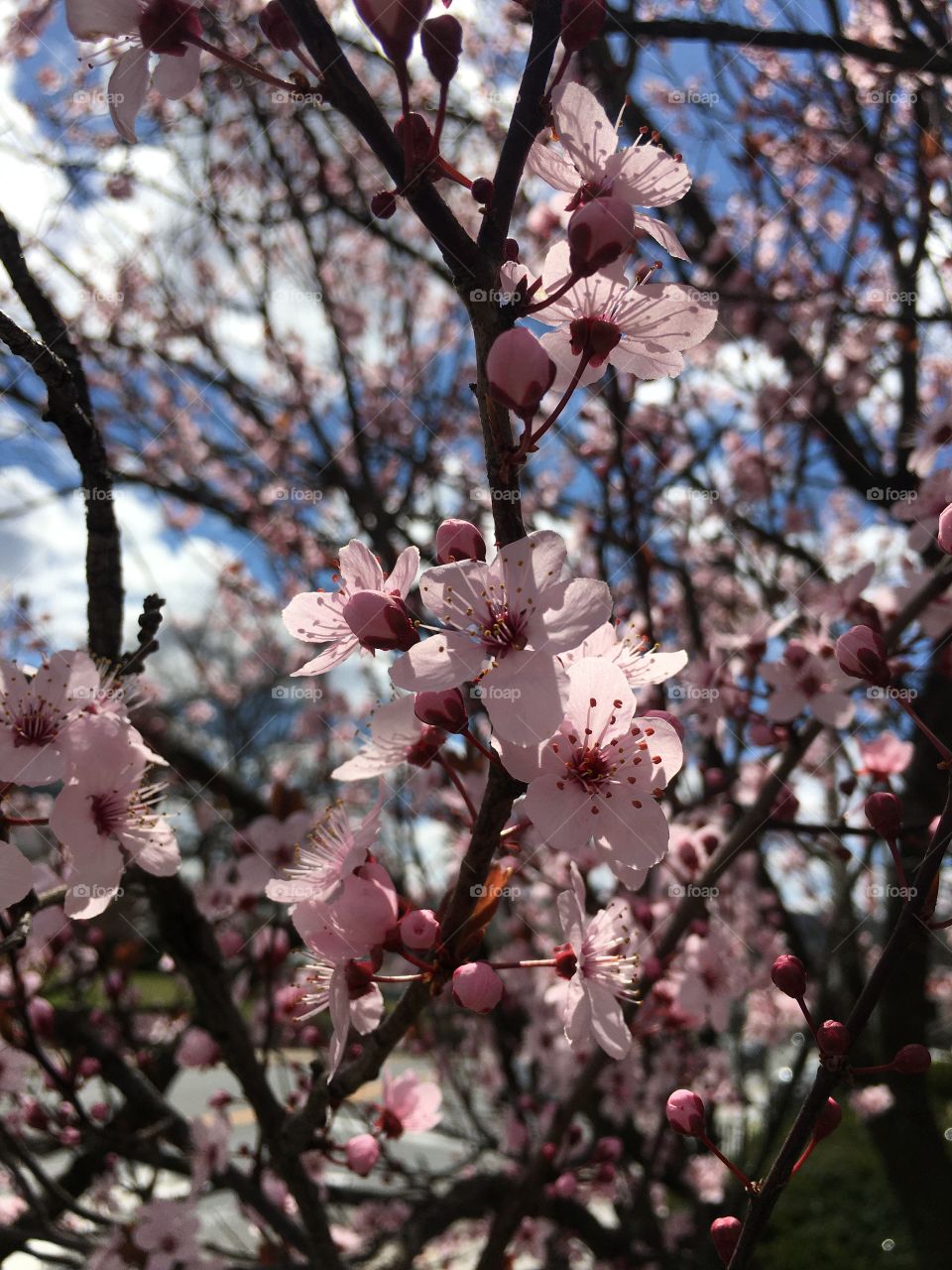 Ornamental pear in April