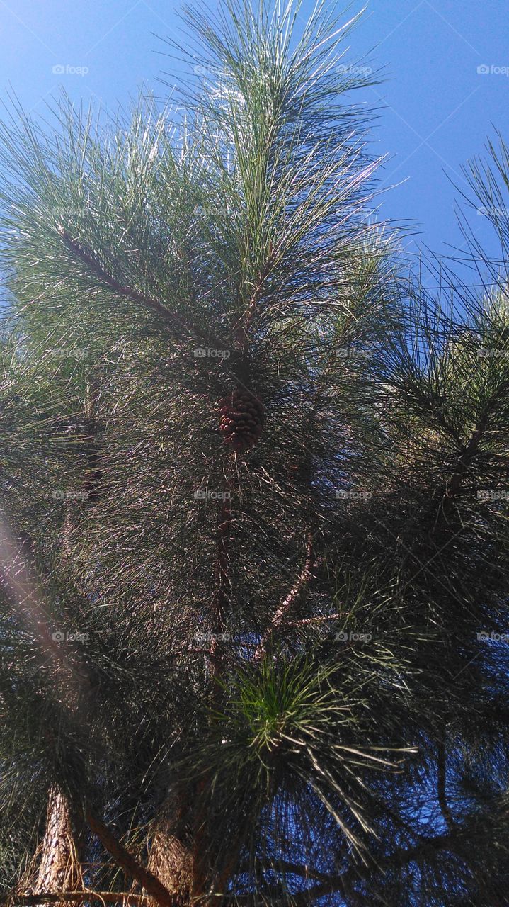 Pine tree