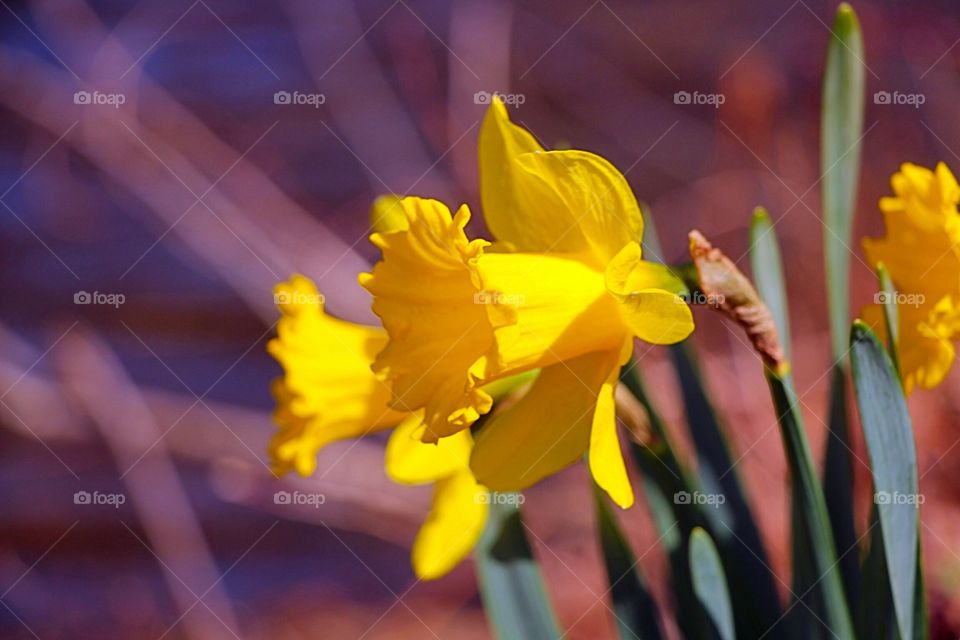 Boston daffodil 