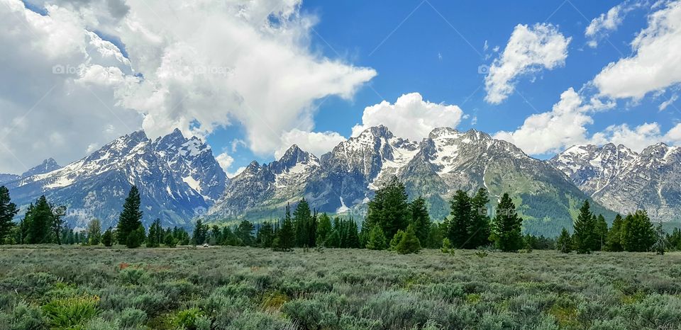 Snow-capped Grand Teton mountains viewed across green scrub-covered land and distant trees.