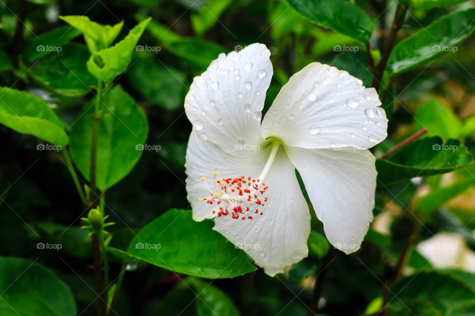 white flower after rain