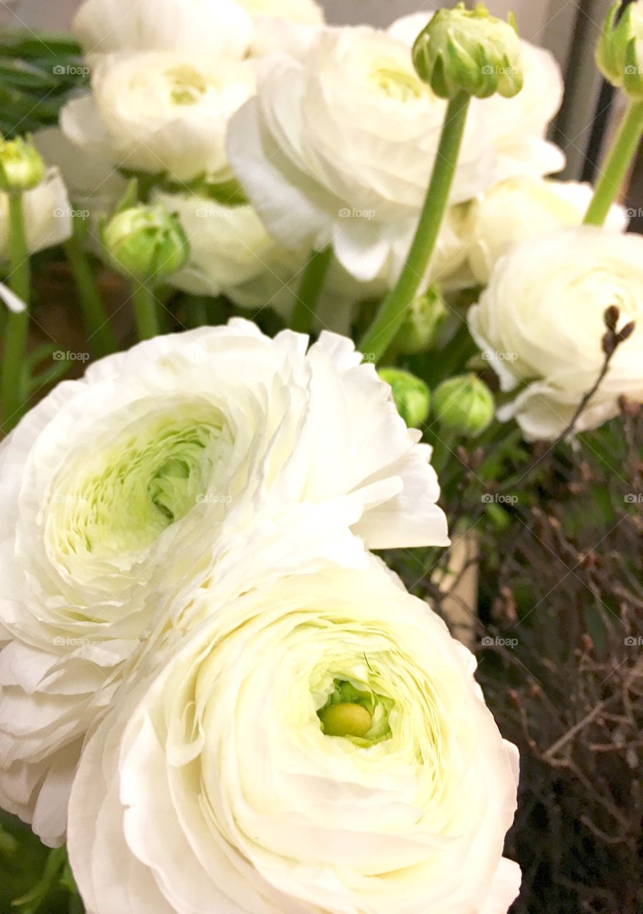 ranunculus