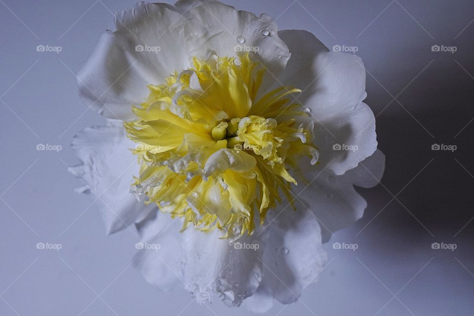 Studio shot of flower