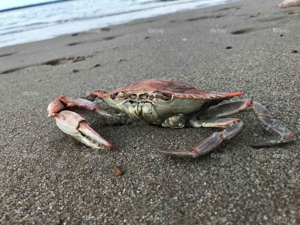 Crabby