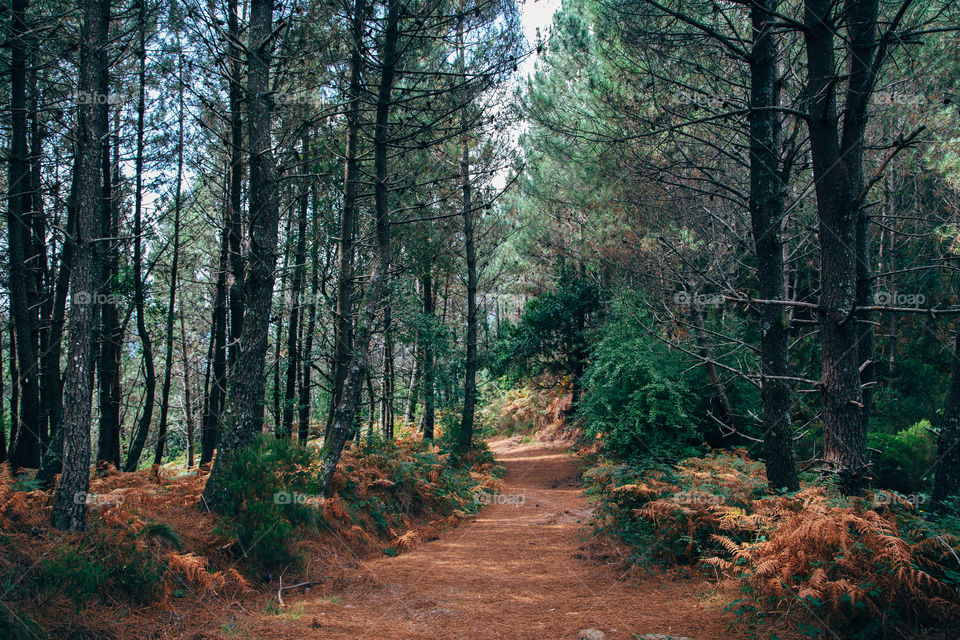Path through forest 