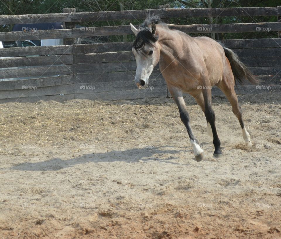 horse running in round pen