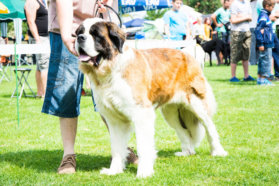 saint bernard dog