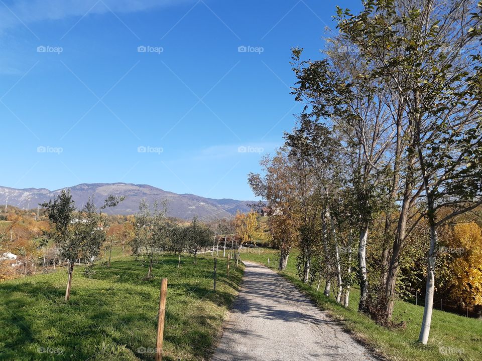 countryside in autumn with a white way and trees