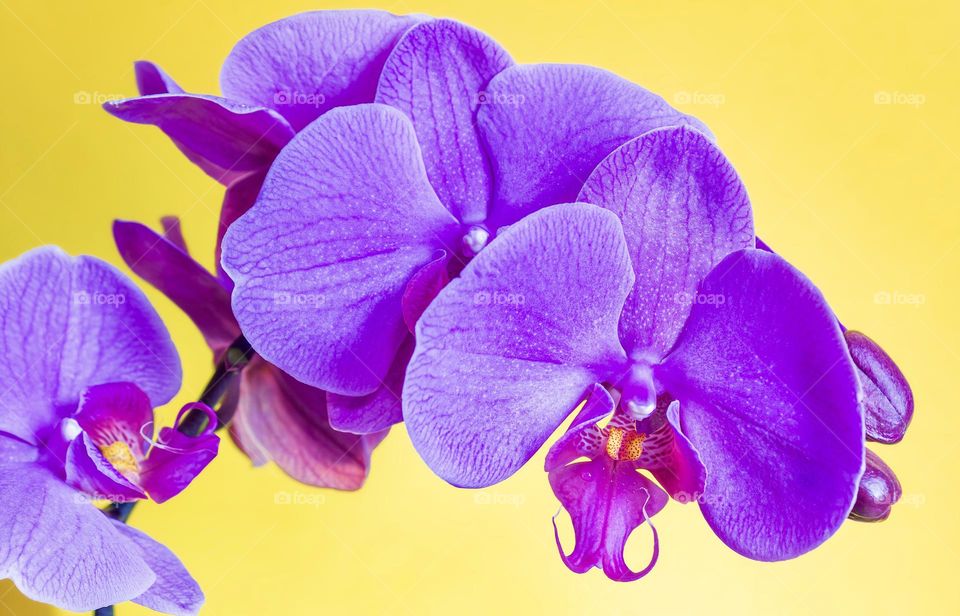 Purple orchids against a yellow background 