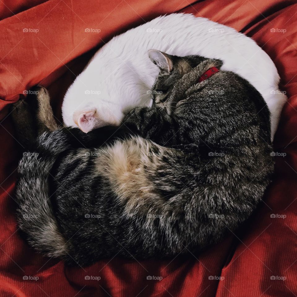 Two Cats Cuddling in a Circle that Looks Like The Ying-Yang Symbol