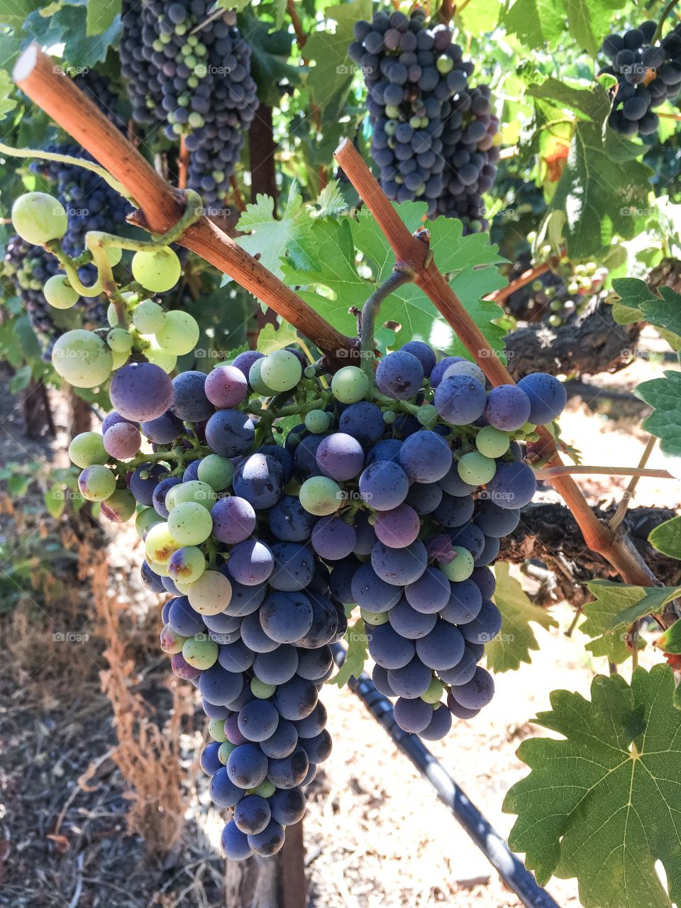 Red grape growing in vineyard