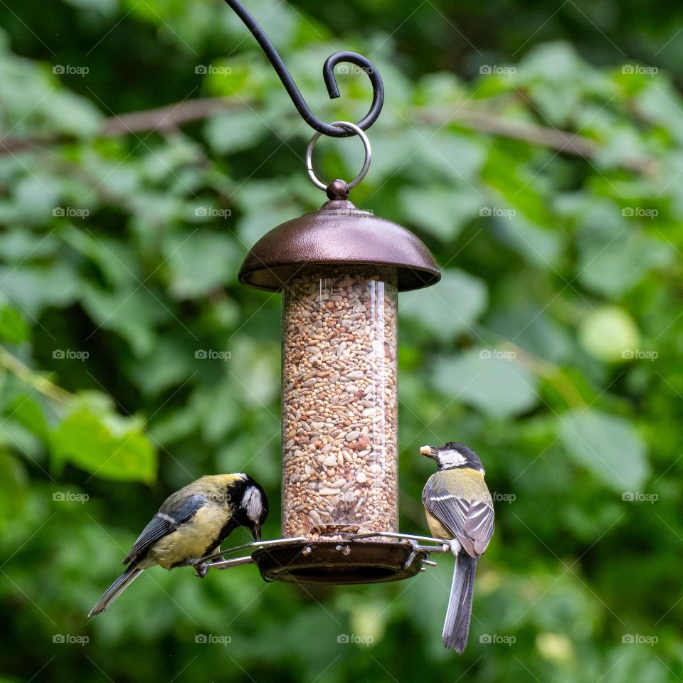 Birds at bird feeder