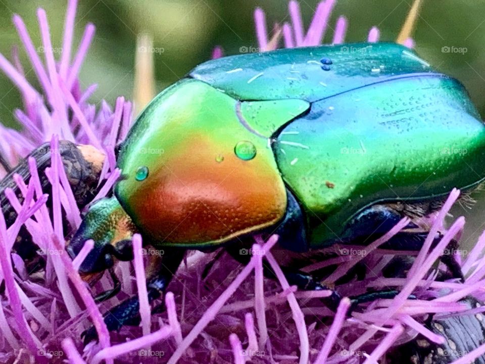 Metal colourful beetle on purple flower stamens 