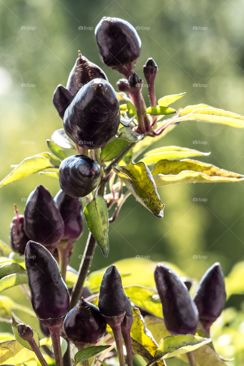 Hot Violet Pepper